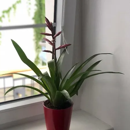 Apartment Budyne Ii. *